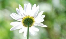 期未作文：责任像是一朵花_700字