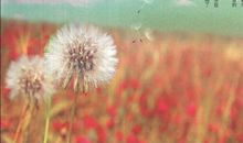 人生没有第二次_900字