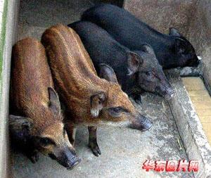 
赫拉克勒斯继续前往路上寻找野猪。他尖叫着，把野猪带出丛林，再次追逐它，他一直赶到雪地，最后把筋疲力尽的野猪。他跟随了国王的康斯州的命令，以抓住山脉山的山丘上的野猪，并将它送到曼尼。
