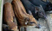 第二十章-活捉厄律曼托斯山上的野猪