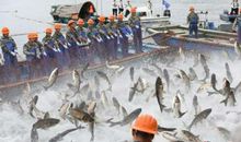 第二十章-驱赶斯廷法罗斯湖的怪鸟