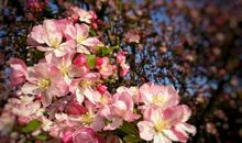 万紫千红的春_700字