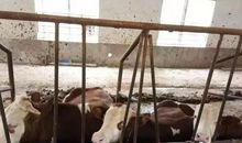 第二十章-清扫奥革阿斯的牛棚