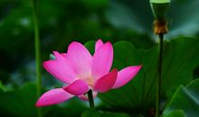 关于夏天的作文：多彩的夏天_350字