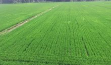 麦田，梦想，原点_800字