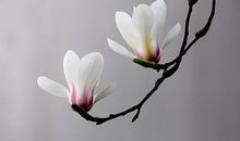 关于宽容的作文：宽容之心_600字