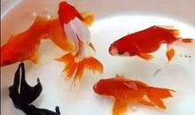 我和我的金鱼_550字