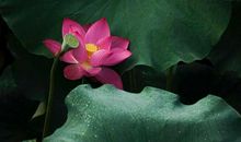 谦虚名言：盛满易为灾，谦冲恒受福_650字