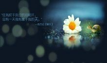 风吹过，泪下落_900字