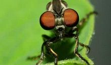 苍蝇与蜜蜂_450字