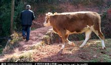 老人的动物_350字