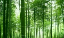 描写春天竹林的段落_2000字