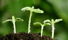 描写春天阳光的好句_800字