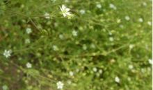 描写春天田野的段落_2000字