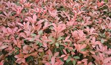 姐姐的红树叶_750字