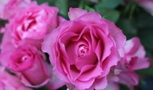 ?玻璃桌和那朵玫瑰（十四）_2000字