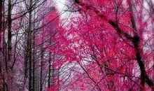 叶落无声自飘零_550字