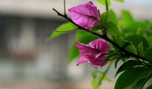 雨后的夏日_900字