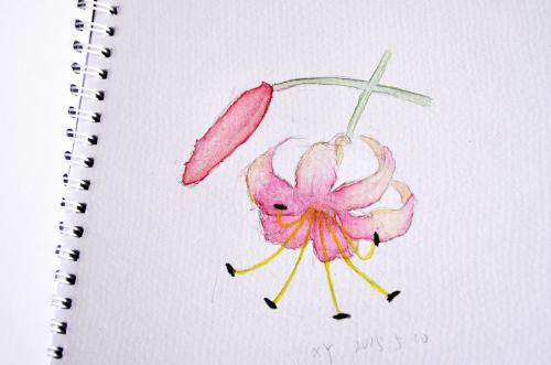 记忆埋在一朵花_900字