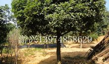 记忆中那棵属于我的桂花树_800字