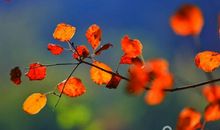 生命的一抹_1500字