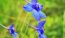 千年的笑靥_700字