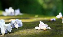 开在记忆深处的花朵_450字