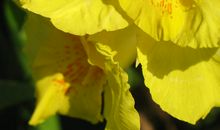 枫言疯语_1200字