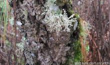 古道的身影_550字