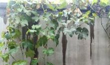 关于大自然的作文：微感自然之美_1000字