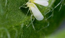 我们与蚜虫的战斗_700字