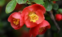 花儿绽放，我在成长_500字