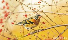 鸿鹄安知燕雀之志_400字