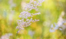 夏风拂过忧思如海_1200字