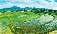 初一期末考试作文：美丽的田园风光（十一）_400字