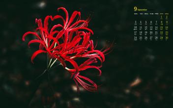 在花的另一边_1200字
