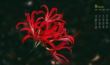 彼岸花_1200字