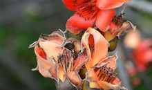 花谢的季节_550字