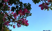 盛夏的异木棉_600字