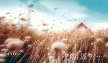 锦瑟无端_1500字