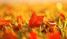 落叶般的无奈_1000字