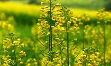 田野上的蓝花_2000字