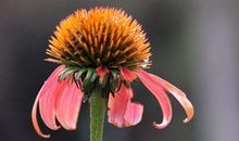 [少年作家杯B组]悲哀的蝴蝶_750字