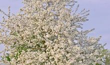 苹果树开花了_700字