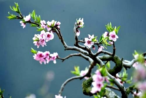桃花_500字