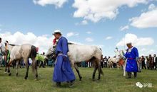 拯救最后的草原狼