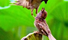 星期天的清晨_700字