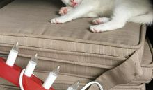 丢了眼睛的山狗