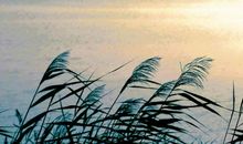 于蒹葭处留恋_450字