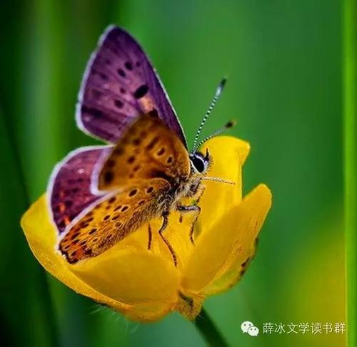 欢呼自己 - 蝴蝶的生活_650字